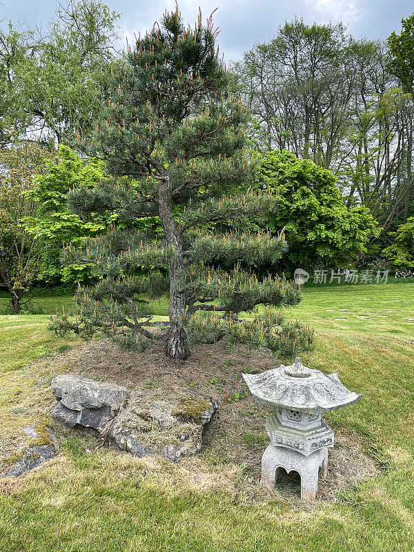 东方风格的花园特写图片，绿草草坪上的苏格兰松(Pinus sylvestris)云(niwaki)树，花岗岩日本灯笼，蜡烛生长在修剪整齐的修剪树枝上，重点在前景